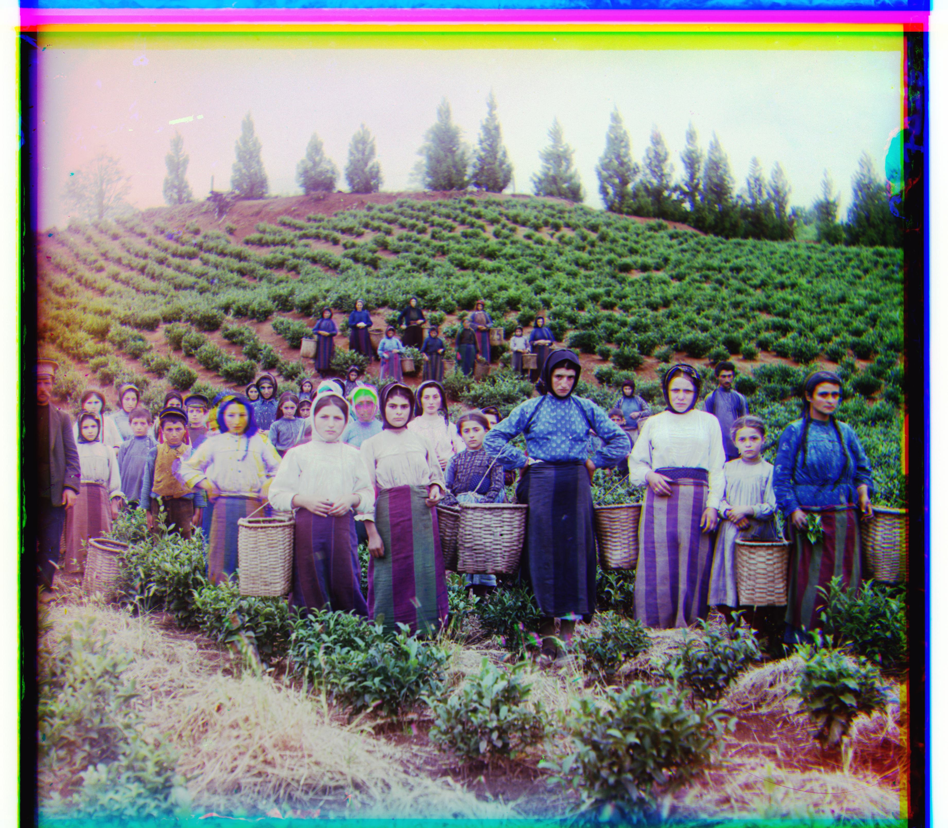 Harvesters Histogram Equalization Autocontrast